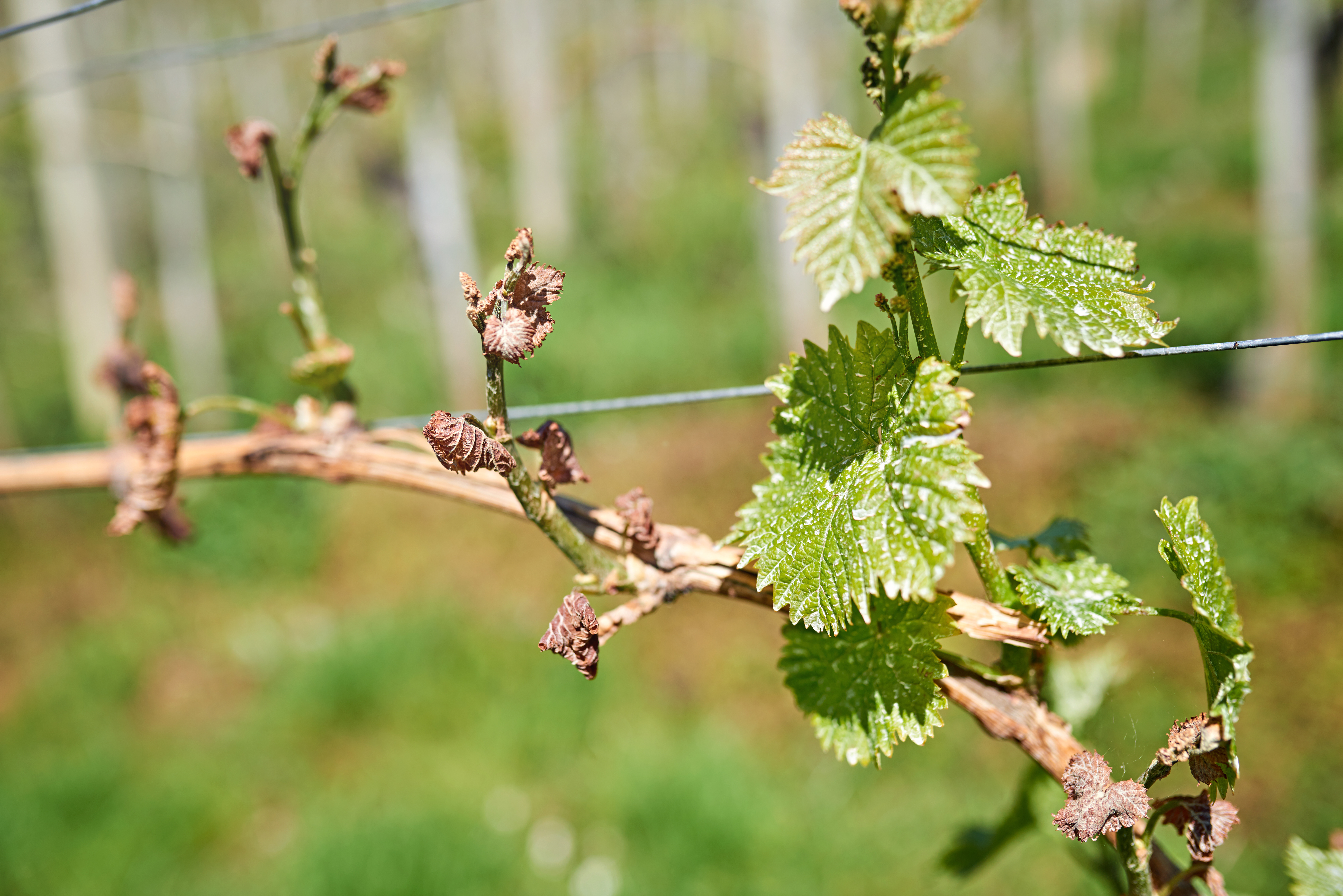 Spring Frost Damage In Vineyard Grapes Frost Damage Frost Grape By 